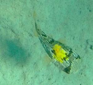 Barred Porcupinefish (with yellow splotch; several similar seen)