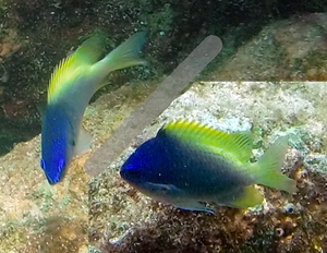 Blue and Yellow Chromis