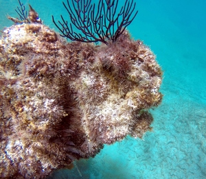 Buffalo head coral :)
