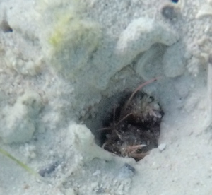 Crab in burrow