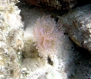 Featherduster Worm (unsure)