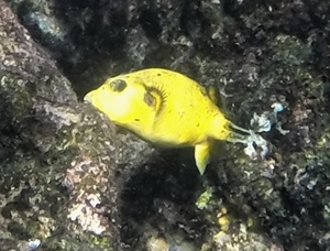 Guineafowl Puffer (yellow phase)