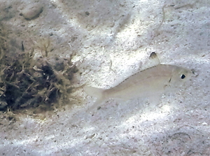 Pacific Spotfin Mojarra (north of usual habitat)