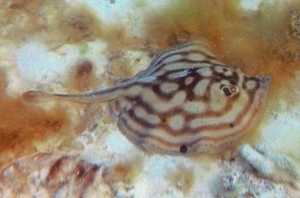 Reef Stingray