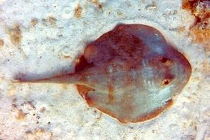 Round Stingray (absent markings)