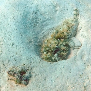 Stone Scorpionfish