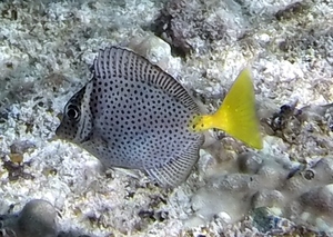 Yellowtail Surgeonfish (juvenile)