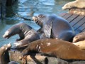 close-up of Sea Lions on Pier39 docks