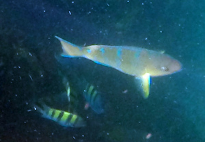 Azure Parrotfish (initial phase)