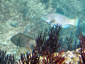 Azure Parrotfish (initial phase [left] and near-terminal phase)