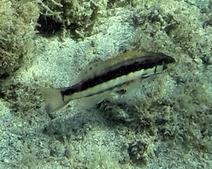 Barred Serrano (solid stripe (can change colour to paired bars))