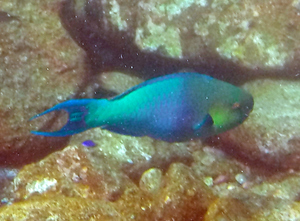 Bicolor Parrotfish (terminal phase)