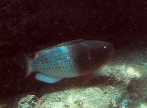 Bicolor Parrotfish (initial phase)