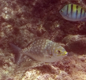 Blue-bronze Chub (spotted phase)
