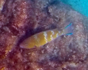 Bluechin Parrotfish (initial phase)