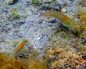 Chameleon Wrasse (terminal phase and initial phase (lower left))