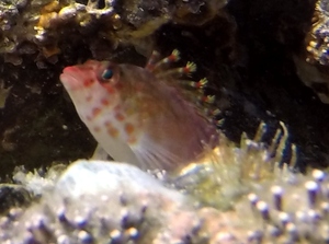 Coral Hawkfish