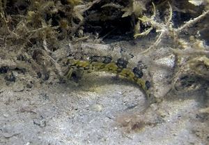Fishgod Blenny (female)