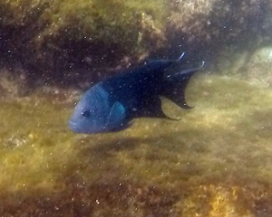 Giant Damselfish (breeding male)
