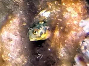 Mexican Barnacle Blenny
