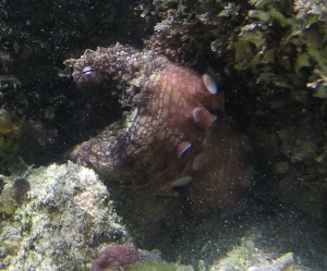 Octopus (this one tossed shells at camera)