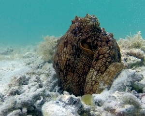 Octopus (leaving same burrow)