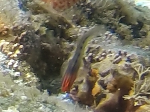 Redhead Goby (gold stripe variant)