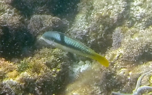 Spinster Wrasse (initial phase)