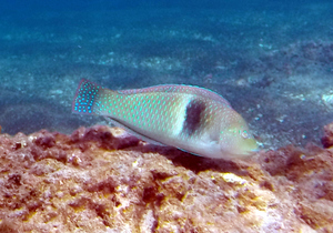 Spinster Wrasse (terminal phase)