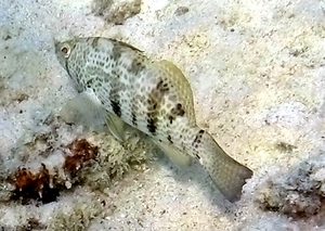 Spotted Sand Bass (marking phase)
