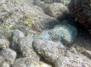 Stone Scorpionfish