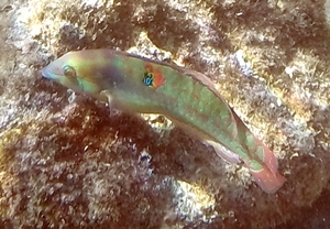 Wounded Wrasse (terminal phase)