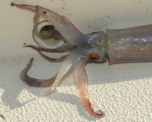 Squid lying on deck
