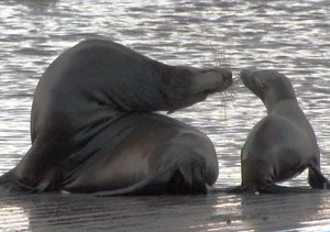 Adult and baby Sea lions kissing
